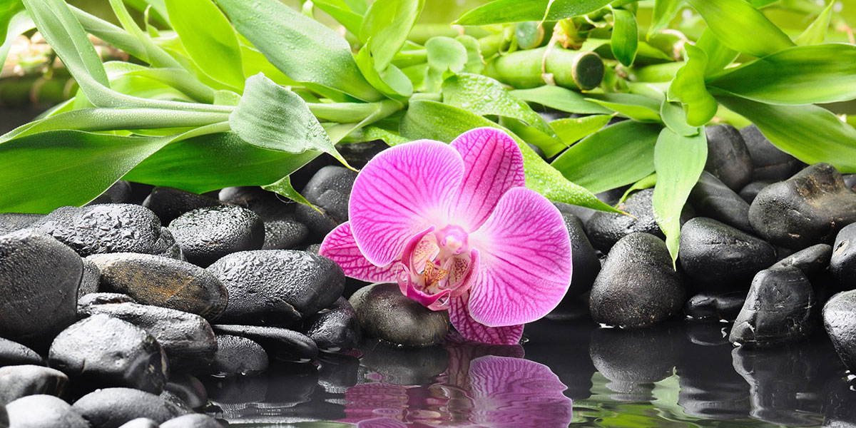 Pink-flowers-stones